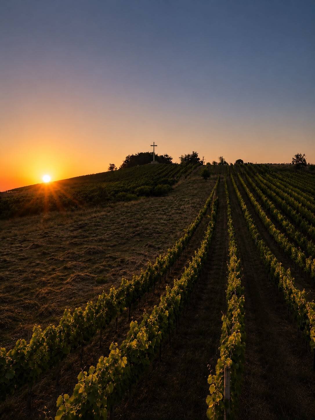 Weinberggrundstück mit herrlicher Hanglage und Südausrichtung Weinberggrundstück mit herrlicher Hanglage und Südausrichtung